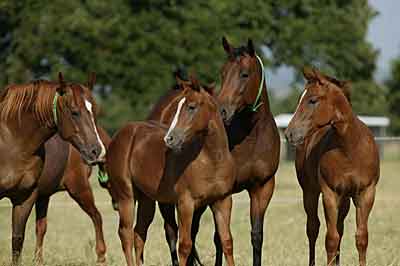 The Broodmares