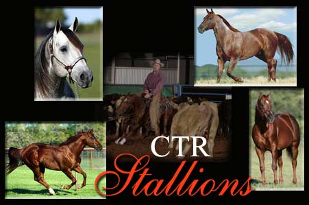 Stallions at Circle T Ranch